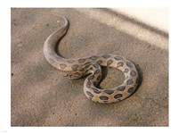 Russels Viper Fine Art Print