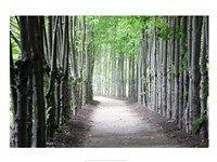 Limbs Fine Art Print