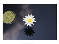 Lotus Yin-Yang Fine Art Print