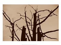 Perched and Sat and Nothing More II Fine Art Print