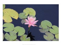 The Lotus Eaters I Fine Art Print