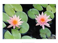 The Lotus Eaters II Fine Art Print