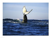 Humpback Whale Tail Above Ocean Waves Fine Art Print