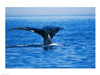 Right Whale in the sea, Bay of Fundy, Canada Fine Art Print