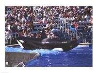Killer Whale Sea World San Diego California USA Fine Art Print