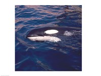 Killer Whale Swimming - various sizes
