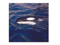 Killer Whale Swimming Fine Art Print
