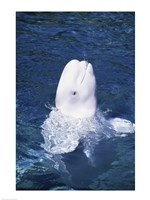 Beluga Whale - various sizes