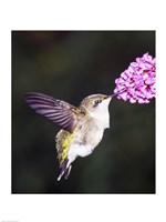 Hummingbird Fine Art Print