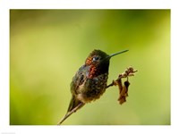 Close-up of a Hummingbird perching on a branch Fine Art Print