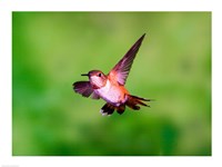 Close-up of a Rufous hummingbird flying Fine Art Print