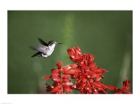 Ruby-Throated Hummingbird Fine Art Print