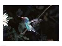Broad Billed Hummingbird Fine Art Print