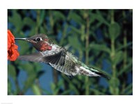 Anna's hummingbird pollinating a flower Fine Art Print
