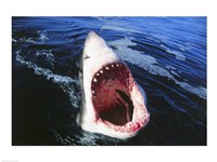 Great White Shark with its mouth open Fine Art Print