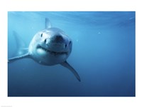 Great White Shark Swimming Fine Art Print