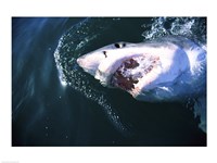 Great White Shark Eating Fine Art Print