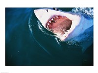 Great White Shark Biting Fine Art Print