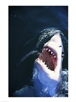 Great White Shark with its mouth open Fine Art Print