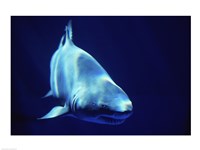 Shark Great White Fine Art Print