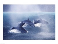 Dolphins Fine Art Print