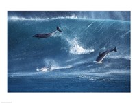 Dolphins Catching A Wave Fine Art Print