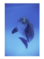 Bottle-Nosed Dolphin Swimming Fine Art Print