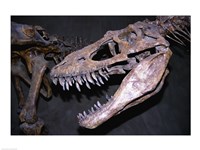 Albertosaurus, Royal Tyrrell Museum, Drumheller, Alberta, Canada - various sizes - $29.99