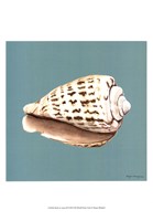 Shell on Aqua II Fine Art Print