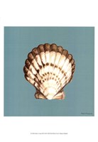 Shell on Aqua III Framed Print