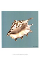 Shell on Aqua IV Framed Print