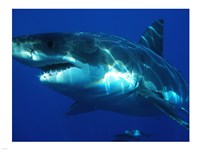 Greatwhite Fine Art Print