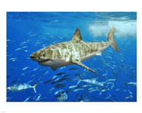 White Shark Fine Art Print