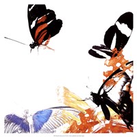 Butterfly Infloresence IV Fine Art Print