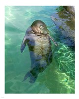 Hawaiian Monk Seal Fine Art Print