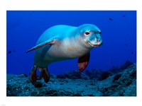 Monk Seal Fine Art Print