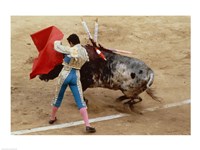 Matador fighting a bull, Plaza de Toros, Ronda, Spain Fine Art Print
