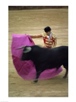 A matador and a bull at a Bullfight, Spain Fine Art Print