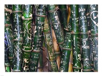Bamboo Graffiti Fine Art Print