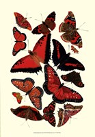Red Butterfly Study Framed Print
