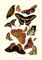 Yellow Butterfly Study Fine Art Print