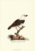 Spotted Grosbeak Fine Art Print