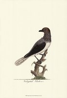 Varigated Chatterer Fine Art Print