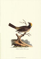 Black-crowned Bunting Fine Art Print