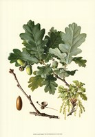 Acorns & Foliage II Fine Art Print