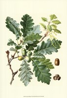 Acorns & Foliage I Fine Art Print