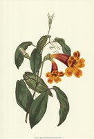 Vibrant Blooms I Fine Art Print