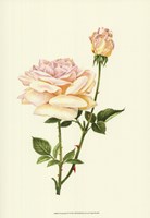 Victorian Rose IV Fine Art Print