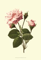 Victorian Rose II Fine Art Print