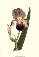 Iris Varieties Fine Art Print